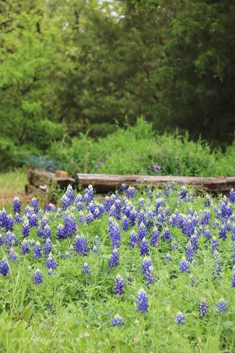 Bluebonnets Texas, Texas Wild Flowers, Bluebonnet Mural, Texas Bluebonnets Photography, Blue Bonnet Flowers Texas Bluebonnets, Nitrogen Fixation, Texas Bluebonnets, Bare Tree, Water Sources