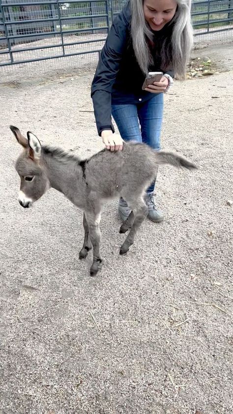 Found the button ! Storma Jean’s big day out of the stall. She’s making new friends. @purpledonkeyhumanrescue #babydonkey #foalsofinstagram #registeredminiaturedonkey #babygirl #graydunn | Cypress Farm Registered Miniature Donkeys | Cypress Farm Registered Miniature Donkeys · Original audio Miniature Donkeys, Baby Donkey, Miniature Donkey, Making New Friends, The Button, Donkeys, New Friends, Big Day, Miniatures