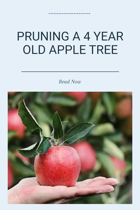 Learn the best methods for pruning a 4-year-old apple tree for healthy growth and bountiful yields. This comprehensive guide will help you understand the pruning process in both the UK and US, ensuring your apple tree flourishes. You'll discover key tips for shaping your tree, removing dead or diseased wood, and maximizing fruit production Apple Tree Pruning, Growing Apple Trees, Old Apple Tree, Apple Tree Care, Pruning Apple Trees, Tree Growth, Tree Pruning, Apple Harvest, Tree Care