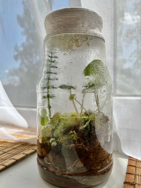 Eco System In A Jar, Ecosystem Jar, Jar Ecosystem, Biosphere Ecosystem, Ecosystem In A Jar, Teaching Sustainability, Eco Jar, Nature Jar, Ecosystem In A Bottle