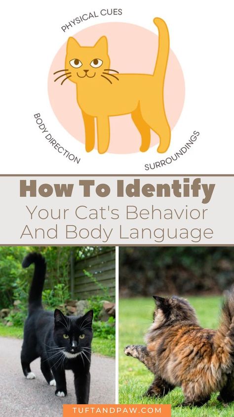 Cat Behavior Chart, Cats Behavior, Training A Kitten, Cat Behavior Facts, First Time Cat Owner, Cat Behavior Problems, Basic Questions, Cat Ownership, Cat Tips