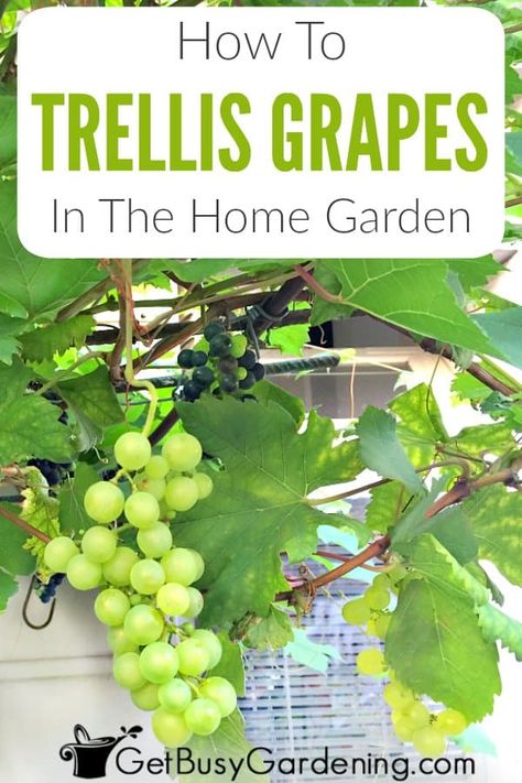 Growing successfully trellised grapevines in your home garden can be easy with the tips and tricks I share in this guide. I’ll help you determine the right height, material, and space for your grape vines so you can have a long lasting, fruit producing plant for years to come. Learn how to trellis grapes in the backyard, and keep your grapevines neat and happy with my training tips. Soon you’ll be harvesting your grapes from a beautifully designed DIY trellis system perfect for your needs. Privacy Vines, Trellis Grapes, Growing Wine Grapes, Plants Backyard, Grapes Growing, Grape Vine Trellis, Grow Grapes, Grape Vine Plant, Grape Trellis