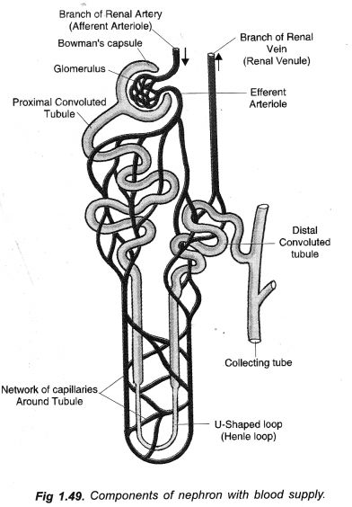 NCERT Solutions for Class 10 Science Chapter 6 Life Processes - Learn Insta #Class10science #Ncertsolutionsforclass10sciencechapter6 Human Eye Diagram, Biology Diagrams, Class 10 Science, Excretory System, School Life Memories, Notes Life, Medical Photography, Study Biology, Science Questions