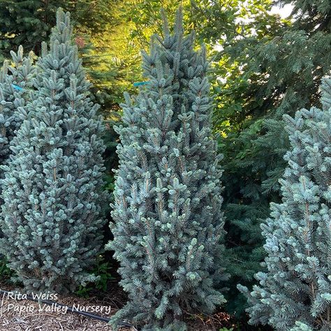 Columnar Blue Spruce (Picea pungens 'Glauca Fastigiata') Blue Totem Spruce, Columnar Blue Spruce, Blue Spruce Landscaping, Evergreen Landscaping, Picea Pungens Glauca, Blue Spruce Tree, Evergreen Landscape, Colorado Blue Spruce, Conifers Garden