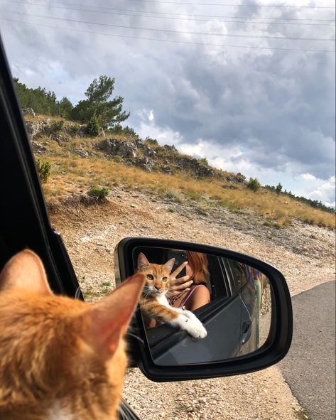 Cat travel cute lol Travel With Cats In Car, Road Trip With Cat, Cat Road Trip, Travel With Cat, Cats Camping, Cat In Car, Traveling With A Cat, Cats And Cars, Traveling With Cats