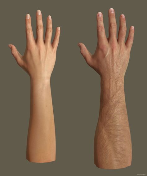 Arms Anatomy, Zbrush Anatomy, Arm Anatomy, Hand Anatomy, 3d Anatomy, Male Vs Female, Body Template, Men Tattoos, Human Body Parts