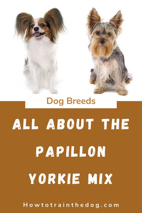 A Complete Guide To The Papillon Yorkie Mix. Everything you need to know - from temperament, to characteristics, health issues, training, price and ... Yorkillon Dogs, Yorkie Mixed Breeds, Pomeranian Yorkie Mix Dogs, Yorkie Terrier Colors, Yorkie Pomeranian Mix, Yorkie Terrier Mix, Parti Yorkie Puppies, Papillon Mix, Pomeranian Mix