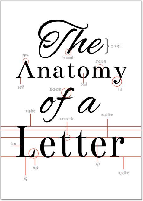 The Anatomy of a Letter, free typography printable Letter Anatomy Typography, Letter Anatomy, Anatomy Of Typography, Typography Reference, Free Typography, Type Anatomy, Beautiful Letters, Writing Fonts, Educational Content