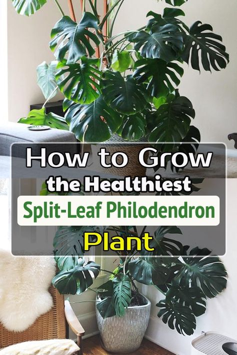 Split-leaf Philodendron Care is easy if you do it in the right way. Learn the process in detail and grow this lush plant at home! Split Leaf Philodendron Propagation, Split Leaf Philodendron Care, Split Leaf Philodendron, Monstera Plant Care, Philodendron Care, Lucky Plant, Philodendron Plant, Plant Care Houseplant, Palm Plant