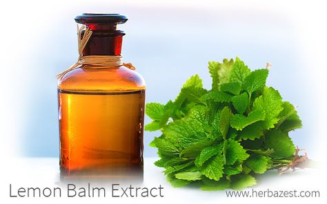 Lemon Balm Extract, Benefits Of Lemon, Lemon Benefits, Essential Oils Herbs, Infused Oils, Lemon Balm, Healthy Families, Herbal Medicine, Lip Balm