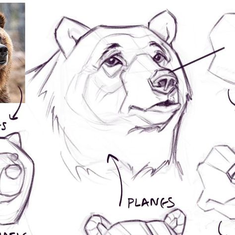 Anastasios Savvopoulos on Instagram: "They are looking so sad 😭! 😂 So, I did some Stylized drawing studies of bears 🐻. 

I think the most difficult thing is to capture the mass of their head. 

Are you also practicing animals in addition to human anatomy? Let me know in the comments ☺️

#arttips" Bear Anatomy, Stylized Drawing, Drawing Studies, Bear Art, In Addition, Human Anatomy, Art Tips, Let Me Know, Anatomy