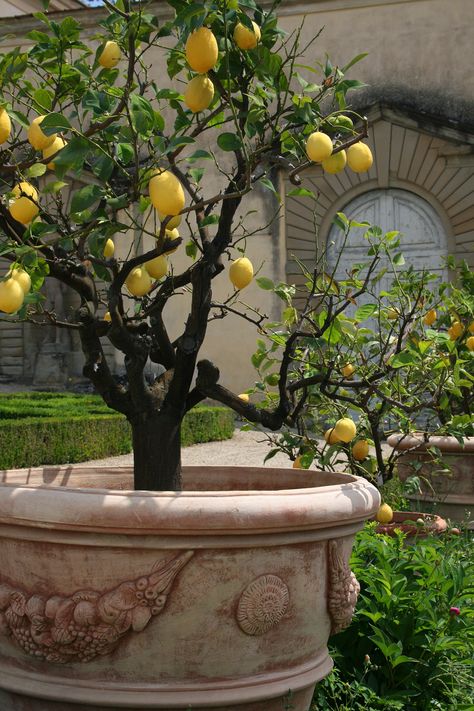 . Formal Garden Design, Tattoo Plant, Lemon Trees, Under The Tuscan Sun, Formal Garden, Mediterranean Garden, Tuscan Style, Lemon Tree, Garden Trees