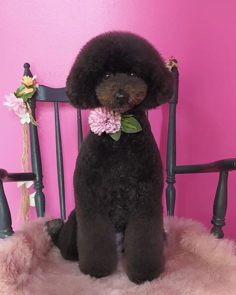 Asian Style Dog grooming Asian Style Dog Grooming, Asian Fusion Grooming, Poodle Haircut Styles, Asian Humor, Poodle Haircut, Black Poodle, Dogs Grooming, Mini Poodles, Asian Fusion