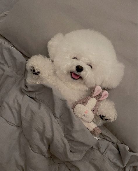 Bichon Dog, Bichon Frise Puppy, Cute Dog Wallpaper, Emotional Support Dog, Lovely Friends, Cute Small Animals, Fluffy Puppies, Puppies And Kitties, Cute Little Puppies