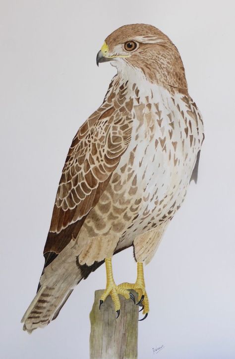 Common Buzzard.Water colour painting by : A.Wiggins. | Watercolor bird, Bird art, Bird drawings Buzzard Drawing, Water Colour Birds, Hawk Drawing, Bird Of Prey Tattoo, Paintings Of Animals, Common Buzzard, Bird Painting Acrylic, Bird Template, Watercolor Paintings Of Animals