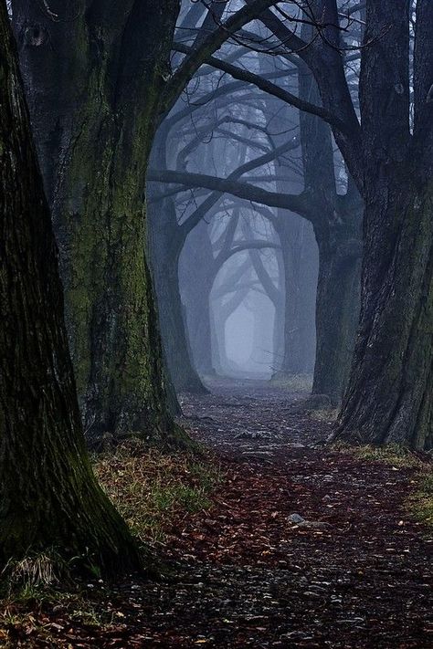 The 30 Most Beautiful Nature Photography | Architecture, Art, Desings - Daily source for inspiration and fresh ideas on Architecture, Art and Design 숲 사진, Tree Tunnel, Wallpaper Sky, Nature Architecture, Mystical Forest, Forest Path, Bagan, Dark Forest, Beautiful Tree