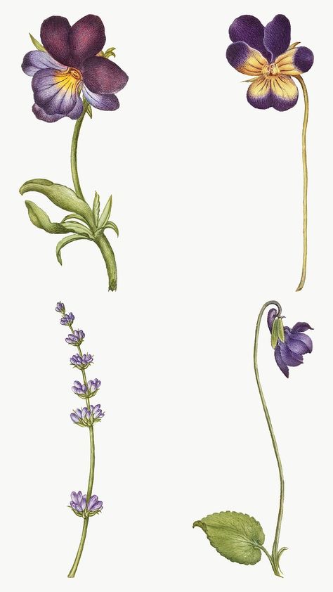 Violet Flower Botanical Illustration, Violet Illustration Flower, Purple Flowers Illustration, Purple Flower Illustration, Violets Illustration, Violet Botanical Illustration, Violet Flower Illustration, Cute Flower Illustration, Purple Flower Art