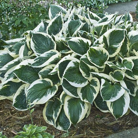 Hosta Minuteman, Variegated Hosta, Yucca Filamentosa, Lily Turf, Easy Perennials, Plantain Lily, Dark Green Leaves, Hosta Gardens, Hosta Plants