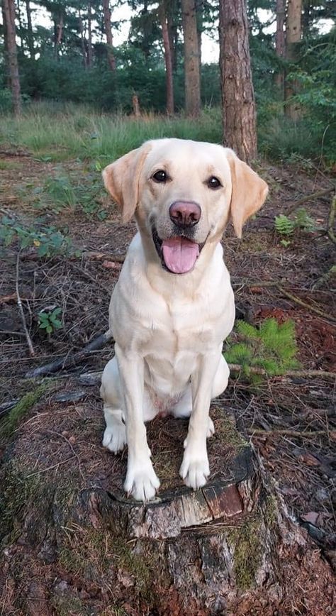 Blonde Labrador Pup, White Labs Dogs, White Labrador Retriever, Golden Retriever Lab Mix Puppy, Blonde Labrador, Blond Labrador, Labrador White, Golden Retriever Lab Mix, Cream Labrador