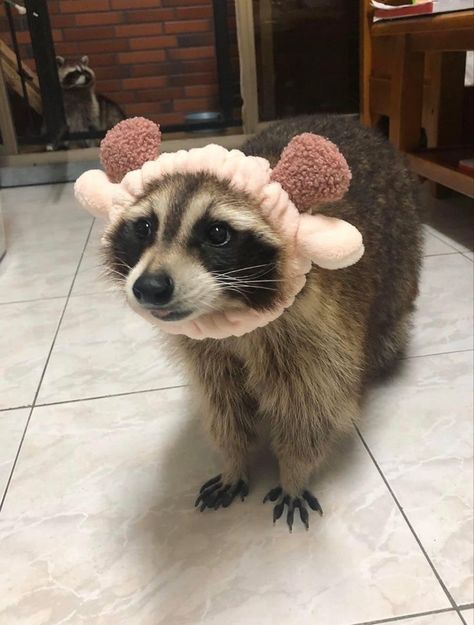 Raccoon Art, Pet Raccoon, Baby Raccoon, Face Routine, Cute Small Animals, Cute Raccoon, Raccoon Funny, Funny Animal Photos, Pretty Animals