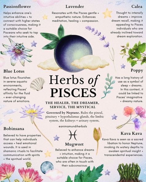 Herbs of Pisces by @animamundiherbs 

If you're a Pisces check out these natural herbs.

Passionflower | Lavendar | Calea | Blue Lotus | Poppy | Kava Kava | Mugwort | Bobinsana 

🌕 The Moon represents who we are before we even think about who we are. She represents our instinctual self and she describes our deepest vulnerabilities, as well as our most profound capacity to connect with others. @animamundiherbals for more info!

#pisces #fullbluemoon #fullmoonritual #herbalastrology Witchy Flowers, Herbal Astrology, Pisces Full Moon, Zodia Pești, Kava Kava, Moon In Pisces, Medicine Garden, Medical Herbs, Witch Spirituality