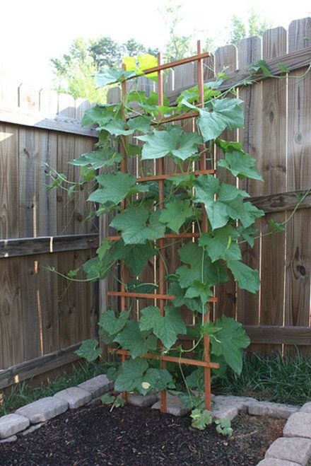 Growing Loofah Sponges!  This is fun..then use them to bathe with.. imagine that..they dont come from the sea..I started with seeds and had 30 or more loofahs... Growing Loofah, Bean Trellis, Vegetable Trellis, Vine Trellis, Urban Backyard, Trellis Ideas, Outdoor Trellis, Diy Trellis, Garden Vegetable