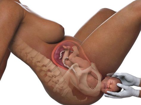 Labor and delivery | Fetal development week by week Fetal Development Week By Week, Baby Development In Womb, Baby In The Womb, Home Pregnancy Test, Basic Anatomy And Physiology, Pregnancy Labor, Baby Fat, Meaningful Pictures, Fetal Development