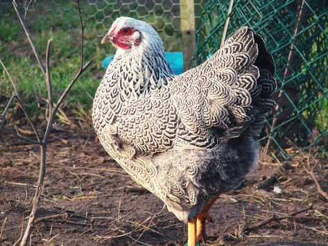 Silver Penciled Wyandotte: Breed Profile | Chicken Fans Wyandotte Hen, Wyandotte Chicken, Beautiful Chickens, Egg Production, Black Pigment, Chicken Breeds, Silver Lace, Feather Pattern, Raising Chickens