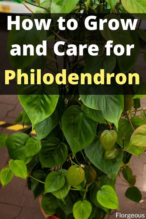 Philodendron Plant Philodendron Climbing Wall, House Plants Philodendron, Phildondren Plant, Philodendron Plant Care Tips, Philodendrons Plants, Philodendron Types, Philodendron Plant Care, Plant Knowledge, Philodendron Care