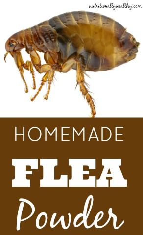 Homemade Flea Dip For Dogs, Diy Flea Powder For Dogs, Prepper Princess, Flea Powder For Dogs, Flea Powder, Cat Remedies, Flea Removal, Flea Remedies, Flea Repellent