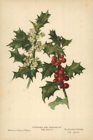 size: 18x12in Giclee Print: Flowers and Berries of the Holly by William Henry James Boot : Christmas Botanicals, Holly Flower, Photo Flowers, Visual Library, Japan Illustration, Holly Tree, Henry James, William Henry, Edwardian Art