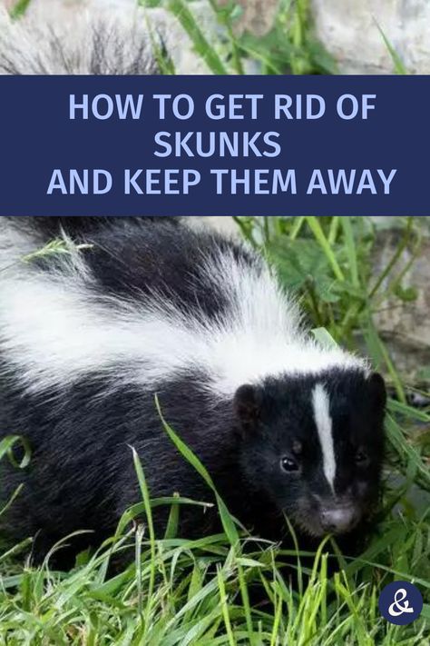 Skunk removal isn't easy, but it's possible! How To Get Rid Of Skunks Under Shed, Keep Skunks Out Of Yard, Diy Skunk Repellent, How To Remove Skunk Smell From House, Get Rid Of Skunks In Your Yard, Skunk Repellent Yards, How To Get Rid Of Skunks, How To Keep Skunks Out Of Your Yard, How To Get Rid Of Skunks In Your Yard