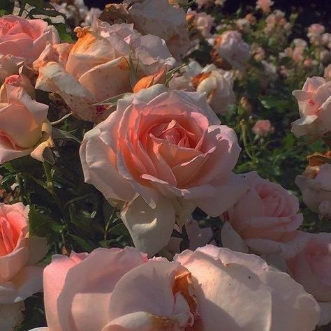 JORDYN 👻 on Twitter: "👀👀 did someone say cottagecore?… " The Garden, Roses, Photography, Pink, White