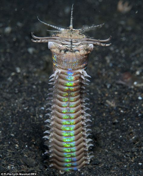 The Bobbit worm can grow up to sizes of nearly 3m long, though the average remains 1m Bobbit Worm, Scary Ocean, Goblin Shark, Fauna Marina, Drawing Examples, Aliens And Ufos, Animal Groups, Underwater Creatures, Arthropods