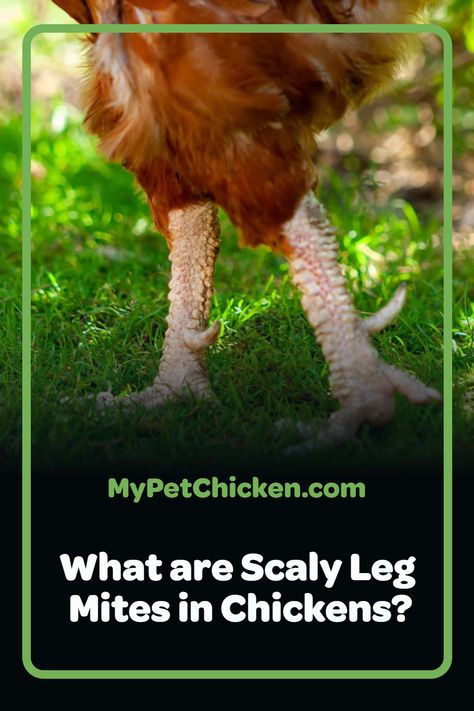 As a loving chicken owner, you're always on the lookout for any signs of health issues. If you've noticed your flock exhibiting unusual behavior, such as restlessness, feather loss, or skin scaling, you might be wondering if they have something called Scaly Leg Mites. Let's dive in and explore the world of Scaly Leg Mites, their causes, and what you can do to protect your chickens. Mites In Chickens, Chicken Bath, Molting Chickens, Raising Meat Chickens, Urban Chicken, Pet Chicken, Chicken Owner, Chicken Keeping, Urban Chickens