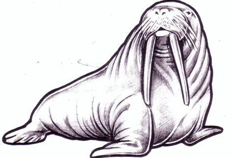 Walrus Drawing, Walrus Illustration, Walrus Art, Animal Sketches Easy, Farm Animal Paintings, Cartoon Sea Animals, Art Ideas Easy, Baby Seal, Craft Decorations