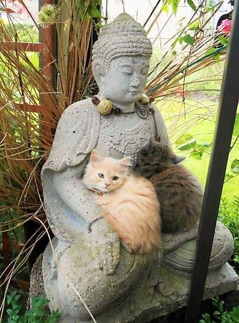 Cat Buddha, Funny Cute Cats, Cute Cats And Dogs, Orange Cat, Silly Cats, Pretty Cats, Beautiful Cats, 귀여운 동물, Cute Funny Animals