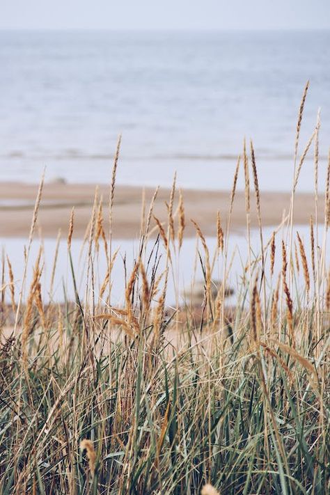 Buck Island, Washington Beaches, Beach Grass, Sun And Earth, Family Shoot, Jewelry Photoshoot, Cow Painting, Concept Board, Beach Collection