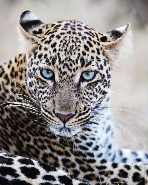 Kjetil Schjølberg on Instagram: “African beauty, a young Leopard with intense blue eyes. Shot on the Canon EOS R + EF 200-400mm ext #stjørdalfoto #canoneosr…” Cheetah Eyes, Leopard Blue Eyes, Arabian Leopard, Leopard Eyes, Canon Eos R, African Leopard, Light Blue Eyes, Clouded Leopard Photography, Eye Pictures