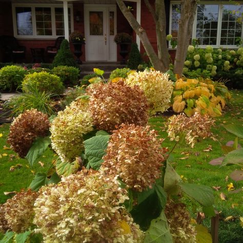 Fall time Annabella hydrangeas at my parents' house. Fall Time, Hydrangea, Plants, Flowers