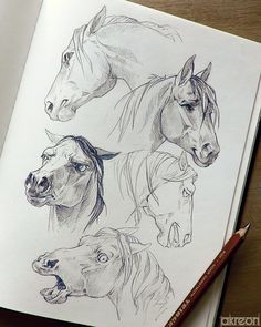 Drawings Of Horses, Faces Pictures, Horse Pencil Drawing, Horse Art Drawing, Cat Expressions, Horse Sketch, Drawing Faces, Horse Drawing, Horse Drawings