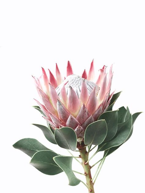 Lounge Mural, Protea Art Paintings, Protea Flower Illustration, Protea Flower Art Paintings, Protea Tattoo, White Protea Painting, Protea Botanical Illustration, Minimalist Glam, Pink Protea