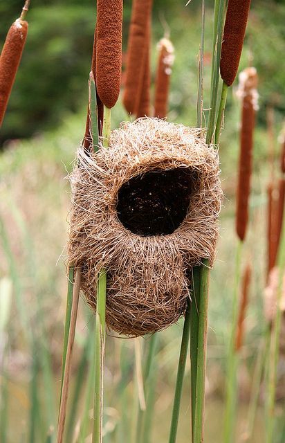 Regard Animal, Finches, Bird Nest, Land Art, Bird Watching, Bird Feathers, Love Birds, Amazing Nature, Beautiful Creatures