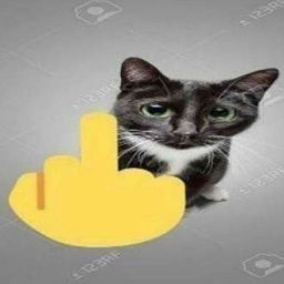 Cat Showing Middle Finger, Middle Finger Meme, Middle Finger Gif, Finger Wallpaper, Middle Finger Wallpaper, Real Cat, Meme Cat, Wallpaper Cat, Cat Meme