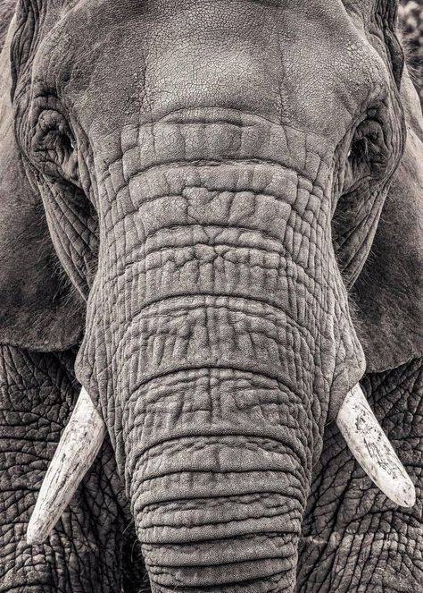 Elephant Portrait, Animals Elephants, Elephant Photography, Elephant Face, Elephants Photos, Albino Animals, Elephant Drawing, Rhinos, Elephant Love