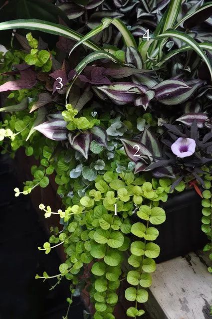 The Summer's Prettiest Container Plantings | Hometalk Shady Container Plants, Spider Plant Container Ideas, Shade Container Garden Ideas, Container Hostas, Sweet Potato Vine Planter, Ginger Gardening, Hostas In Pots, Ipomoea Batatas, Tradescantia Albiflora