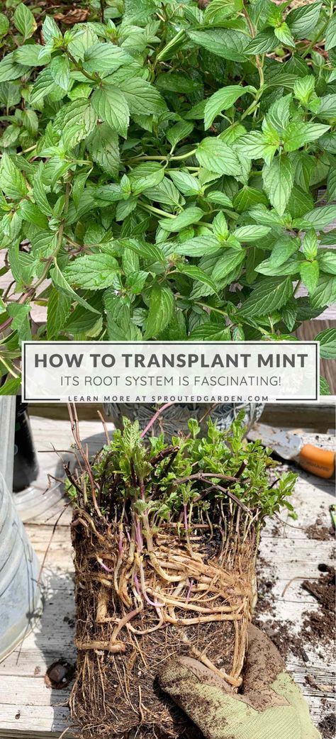 Growing Mint In Pots, How To Grow Mint In A Pot, Mint Plants Outdoor, Mint In Pots, Mint Uses, Chocolate Mint Plant, Growing Mint Indoors, Growing Herbs At Home, Goddess Garden