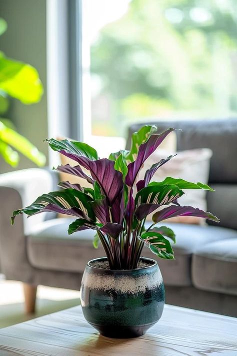 How To Propagate Calathea: Plant Expansion Hanging Glass Planters, Air Layering, Calathea Plant, Backyard Balcony, Hydroponic Plants, Soil Layers, Glass Planter, Garden Containers, Creative Display