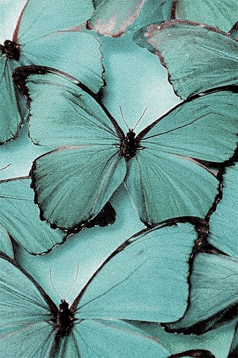 Turquoise Aesthetic, Mint Aesthetic, Teal Butterfly, Mint Green Aesthetic, Mint Wallpaper, Pale Turquoise, Color Vibe, Wallpapers Iphone, Aqua Turquoise