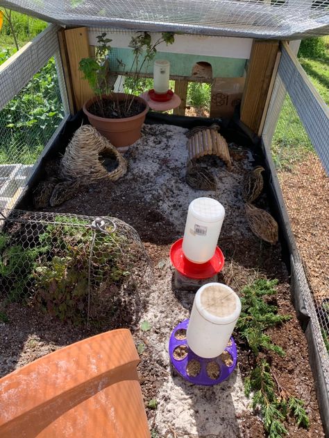 Quail Coop Decor, Pet Quail Cage, Quail Home Ideas, Quail Chicks Care, Quail Pens Ideas, Plants For Quail Coop, Quail Coop Ideas Diy Easy, Coturnix Quail Pen Ideas, Quail Brooder Set Up